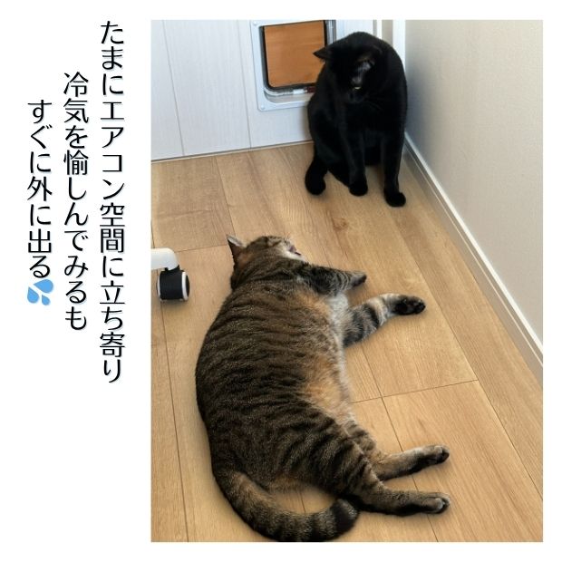 エアコンが苦手な我が家のねこの涼しい部屋の楽しみ方